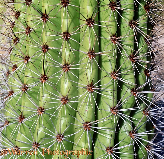 Organ Pipe Cactus (Stenocereus thurberi) spines.  Sonoran Desert, N. America
