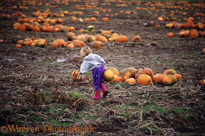 Pumpkin girl.  British Columbia, Canada