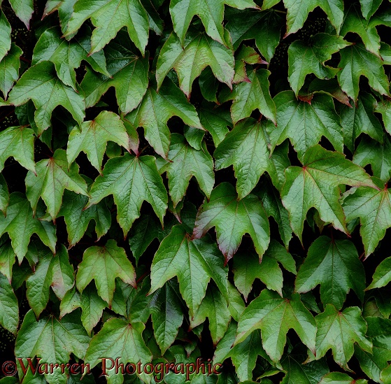 Boston Ivy (Parthenocissus tricuspidata)