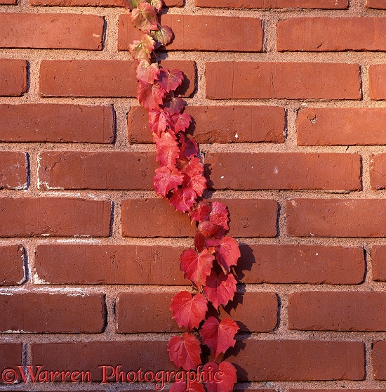 Creeper on a brick wall in New England
