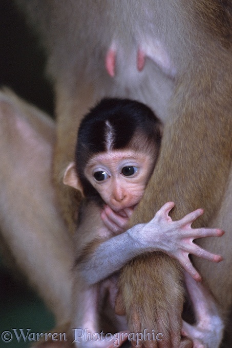 Baby Pig-tailed Macaque (Macaca nemestrina).  Borneo
