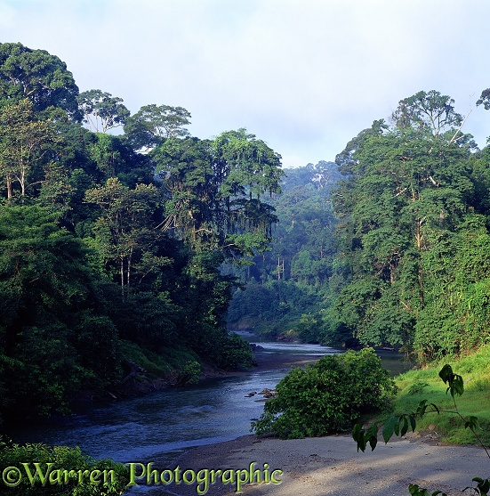 Tropical rainforest.  Danum Valley, Borneo