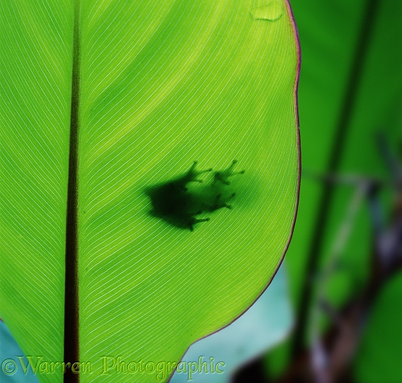 Shadow of an Eastern Dwarf Tree Frog (Litoria fallax).  Australia