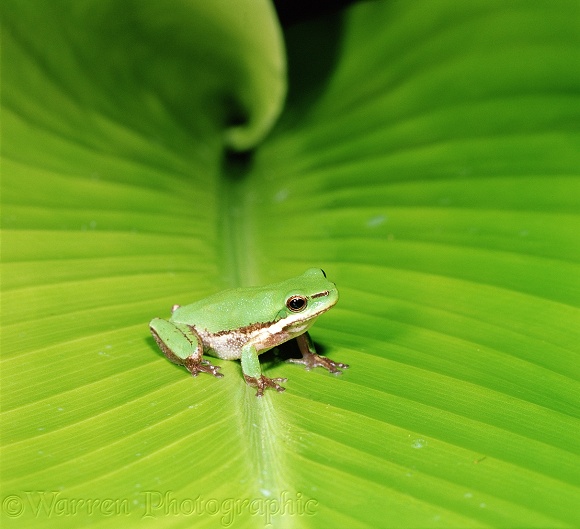 Eastern Dwarf Tree Frog (Litoria fallax).  Australia