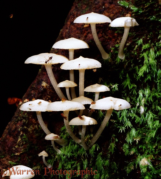 Luminous Fungi (Filoboletus manipularis) by day.  Borneo