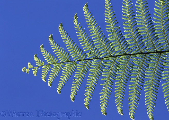 Tree fern frond.  New Zealand
