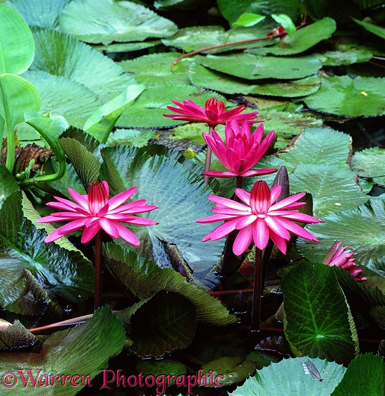 Lotus flowers at Danum Valley.  Borneo