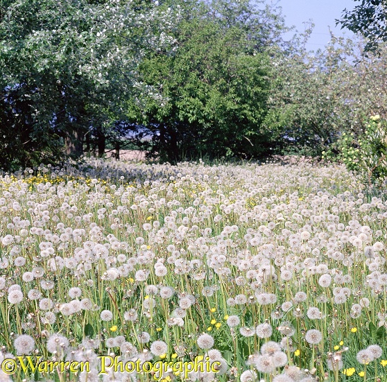 Dandelion seedheads or 'clocks'.  British Columbia, Canada