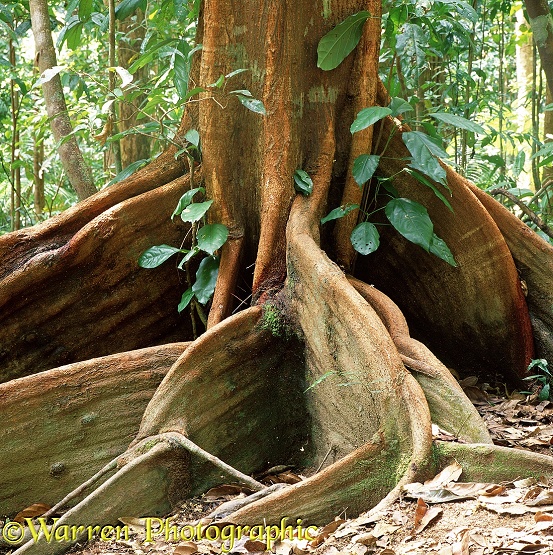 Buttress roots.  Queensland, Australia