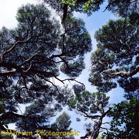 Kanuka or White Tea Trees (Leptospermum ericoides).  New Zealand