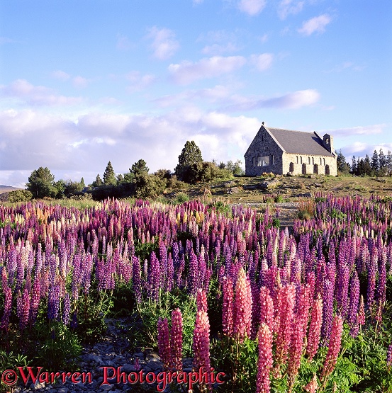 'Feral' lupines with church behind.  New Zealand