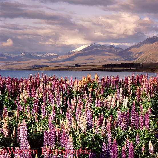 'Feral' lupines with mountain backdrop.  New Zealand