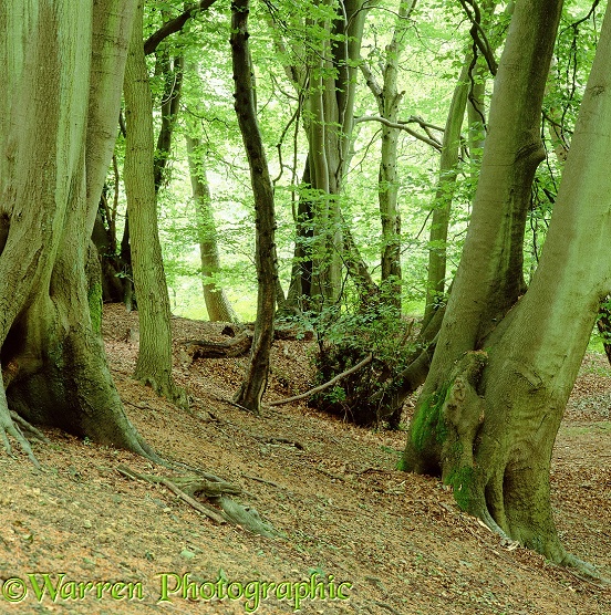 Beech woodland - Summer.  Surrey, England