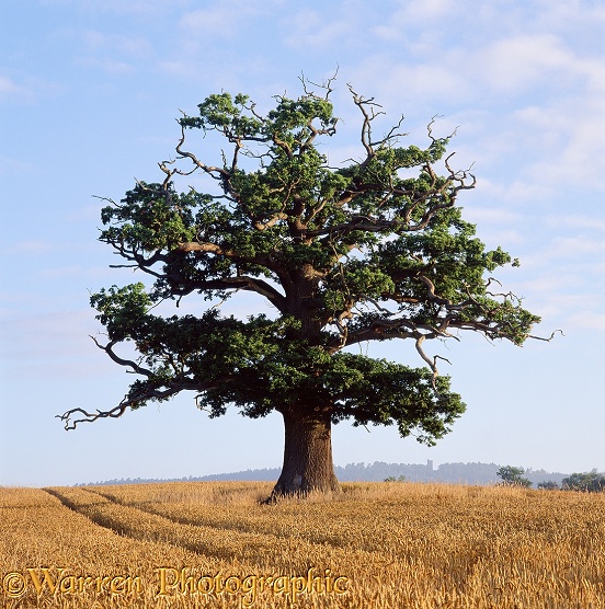 English Oak (Quercus robur) - Summer (31-07-2000).  Surrey, England