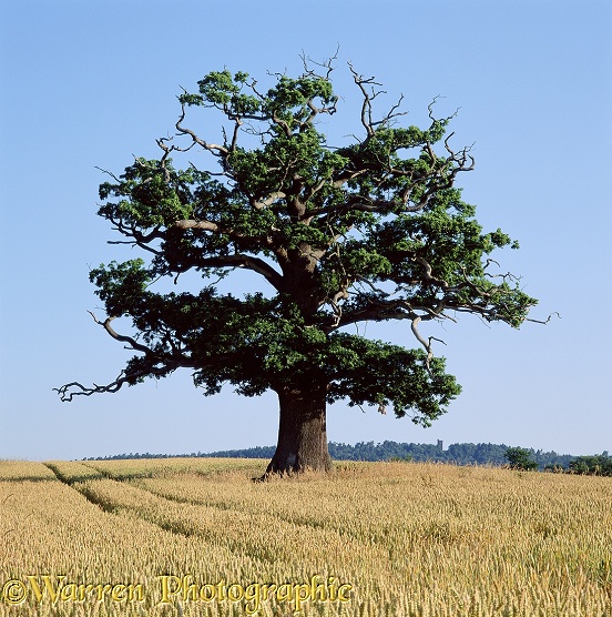 English Oak (Quercus robur) - Summer (22-07-2000).  Surrey, England