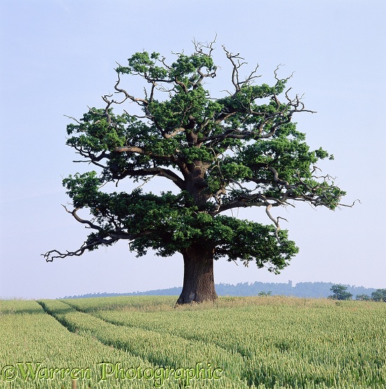 English Oak (Quercus robur) - Summer (22-06-2000).  Surrey, England