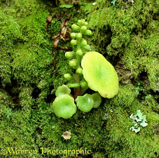 Navelwort or Pennywort (Umbilicus rupestris) on a mossy tree trunk.  Lundy Island, England