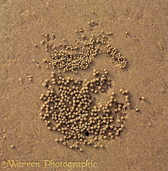 Balls of sand, created by feeding Sand-bubbler Crabs (crab emerging from a hole at upper centre).  Queensland, Australia