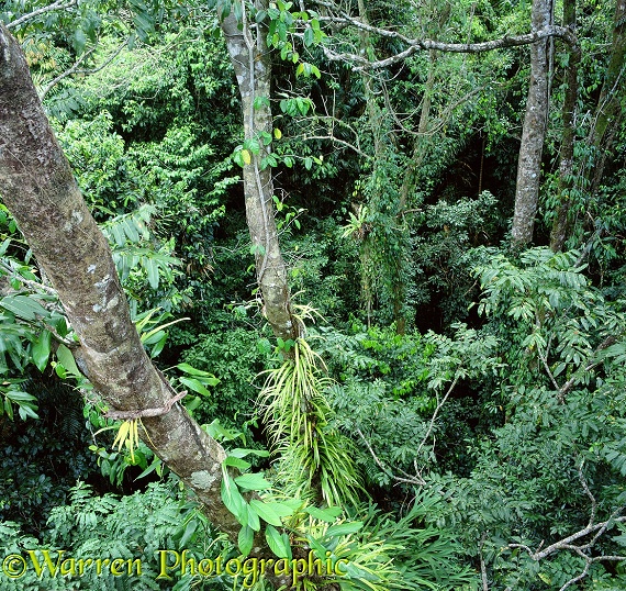Rainforest canopy 3D 1 R.  Queensland, Australia