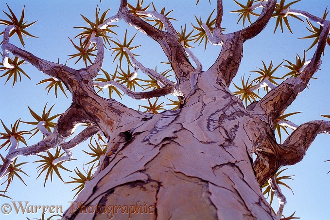 Quiver Tree (Aloe dichotoma).  Southern Africa