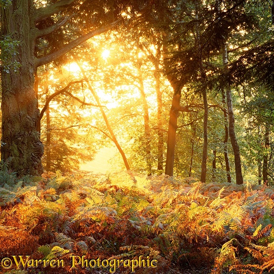 Sunshine on autumnal Bracken.  Surrey, England