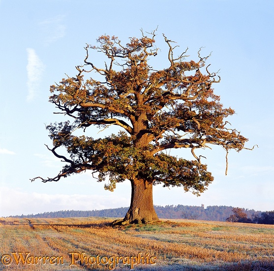 English Oak (Quercus robur) - Autumn 2001.  Surrey, England