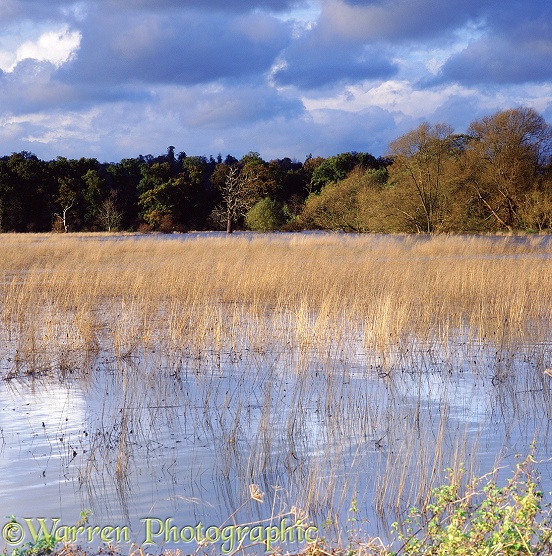 Autumnal grasses in a flooded meadow.  Surrey, England