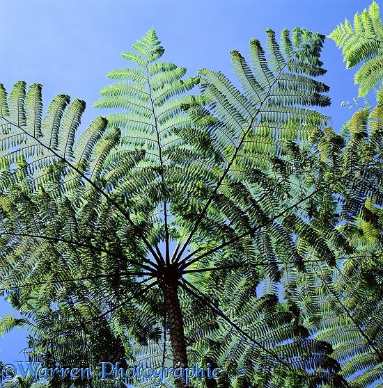 Tree fern at Mt. Kinabalu.  Borneo