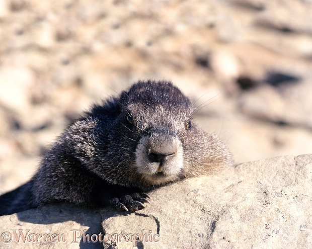 Hoary Marmot (Marmota caligata) lounging on a rock.  North America