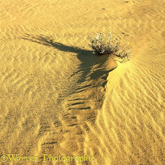 Desert sand and plant.  Pinnacles Desert, Western Australia