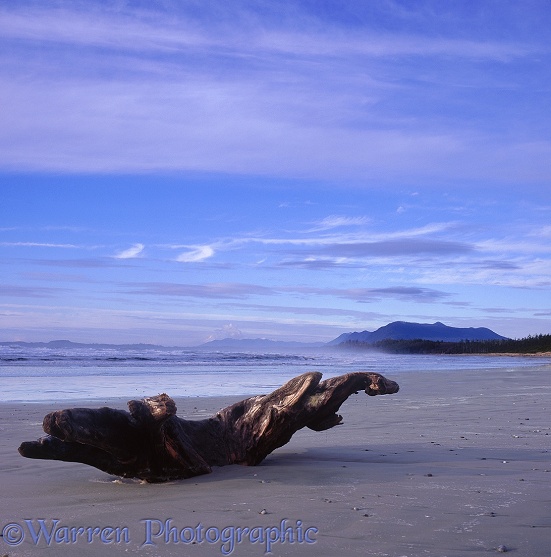 Driftwood on a deserted beach.  Vancouver Island, Canada