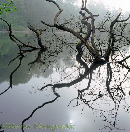 Fallen tree with reflections in a still pond.  Surrey, England