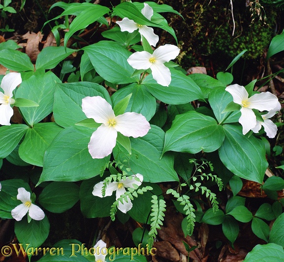 White Trillium (Trillium grandiflorum) flowers.  North America