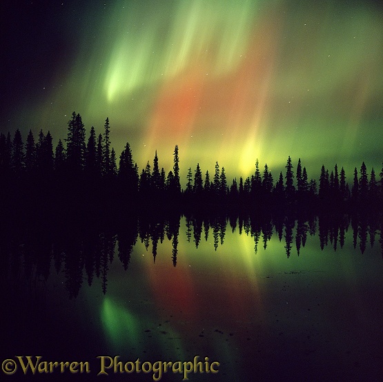 Aurora Borealis with reflection in lake and silhouette conifer trees.  Finland