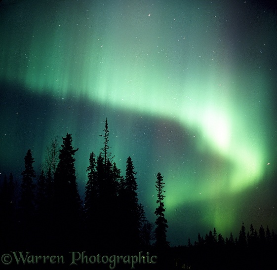 Aurora Borealis with silhouette conifer trees.  Finland