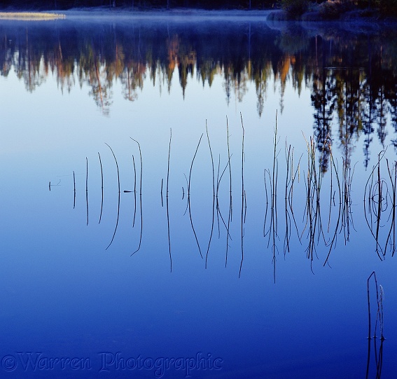 Reeds and their reflections.  Finland