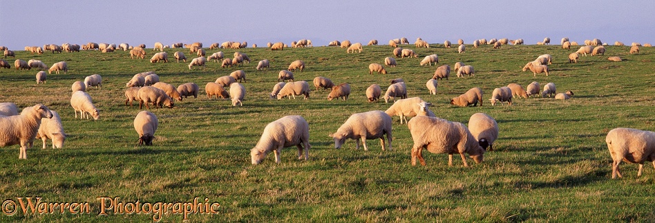 Domestic sheep.  Lundy Island, England