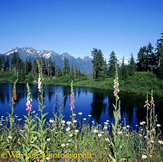 Foxgloves (Digitalis purpurea) and alpine lake.  Washington State, USA
