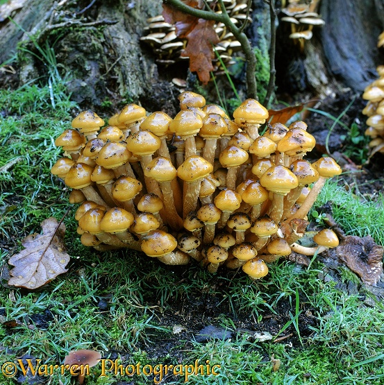 Honey Fungus (Armillaria mellea)