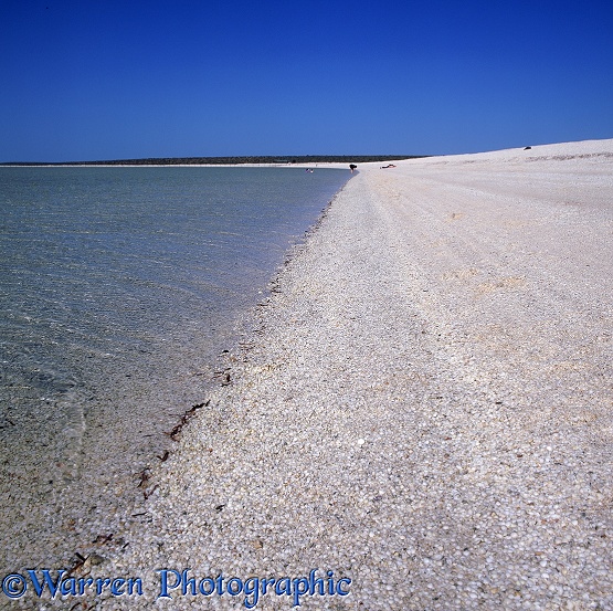 Shell Beach. A beach made entirely from Cardiid Cockle (Fragum eragatum) shells.  Western Australia