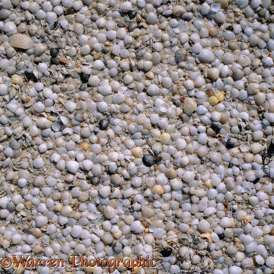 Cardiid Cockle (Fragum eragatum) shells.  Western Australia