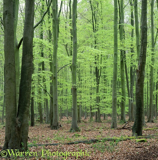 Beech woodland in Spring.  Surrey, England