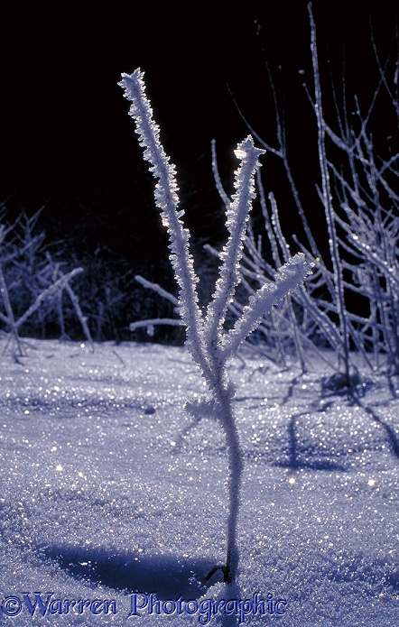 Frosty sapling.  British Columbia, Canada