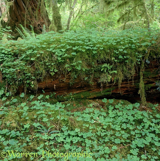 Redwood Sorrel (Oxalis oregana) and moss on a rotten log.  Western N. America