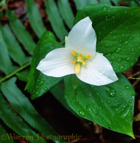 Trillium (Trillium ovatum) flower.  North America