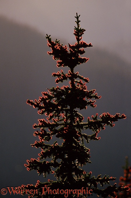 Engelmann Spruce (Picea engelmannii) flowers.  Western N. America