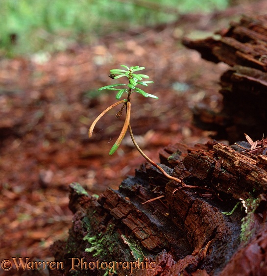 Pacific Silver Fir (Abies amabilis) seedling growing on a 'nursery log'.  Western N. America