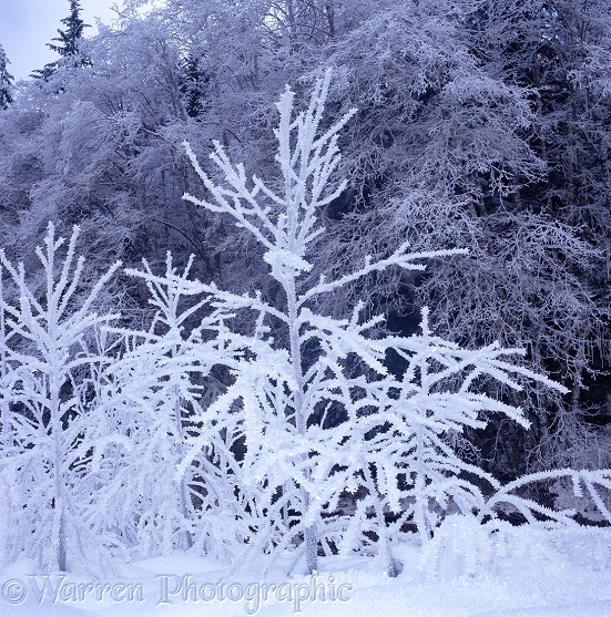 Frost on young trees.  Washington State, USA