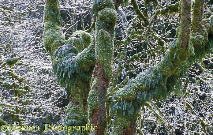 Frosted moss and Liquorice Ferns (Polypodium glycirrhiza) on Bigleaf Maples (Acer macrophyllum).  Washington State, USA