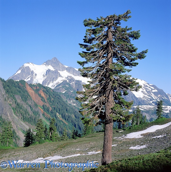 Mountain Hemlock (Tsuga mertensiana).  Washington State, USA